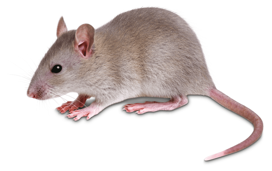 info_topo-domestico-mus-musculus