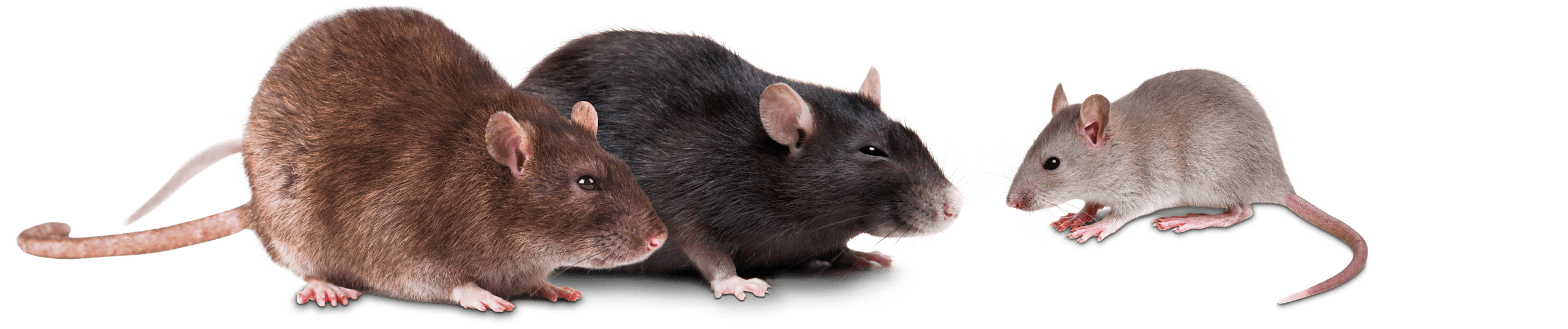 info_topo-domestico-ratto-grigio-ratto-nero