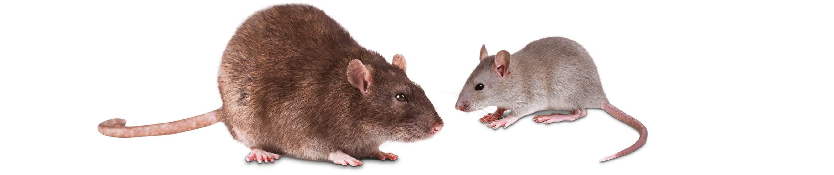 info_topo-domestico-ratto-grigio