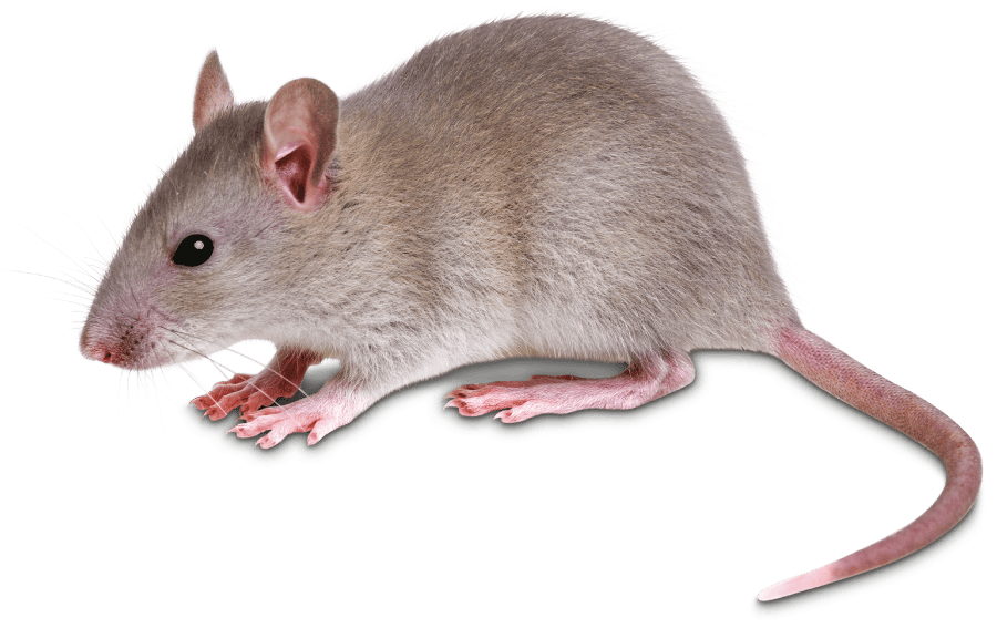topolino-domestico-mus-musculus