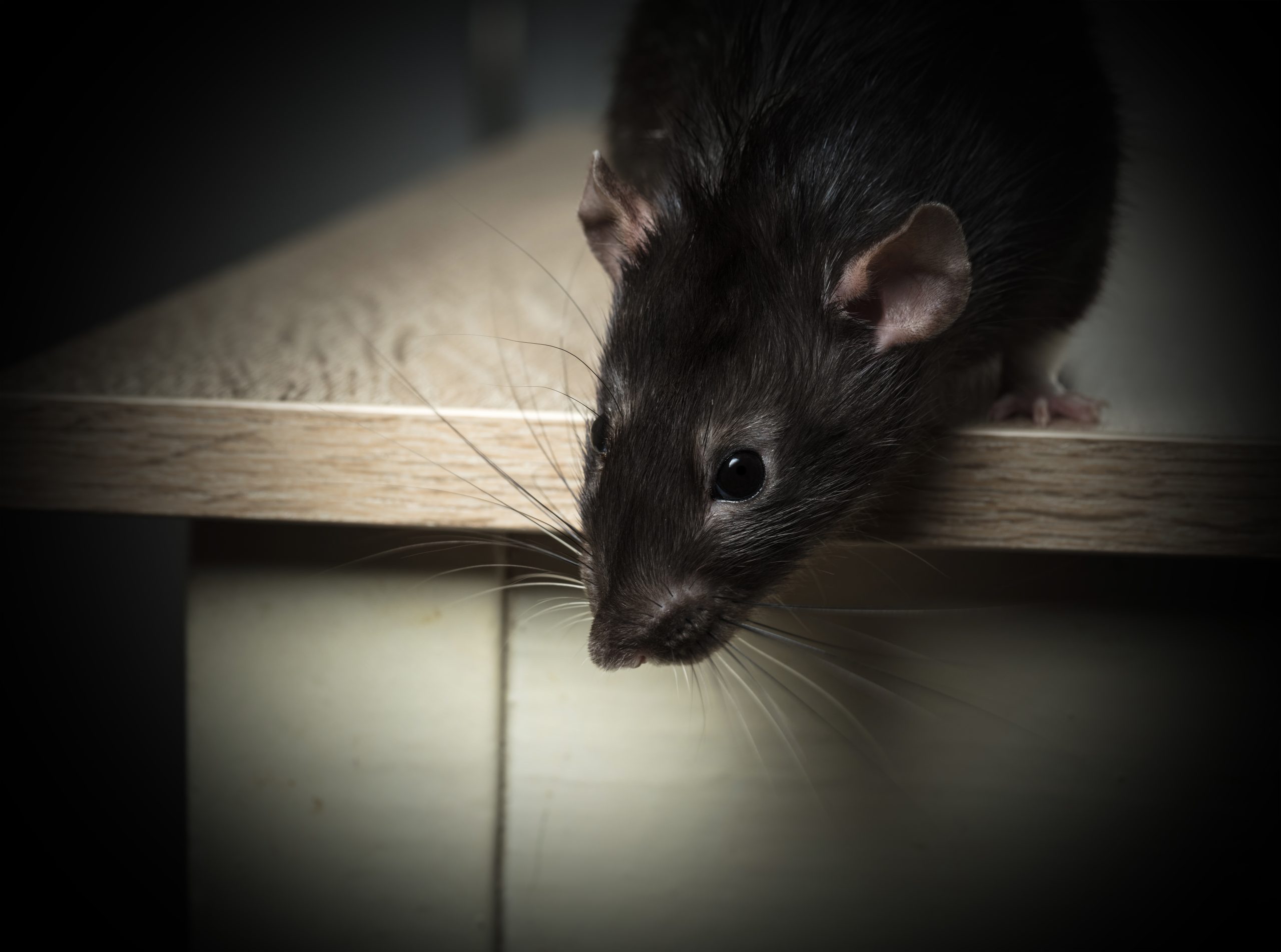 Animal gray rat close-up sitting on a table