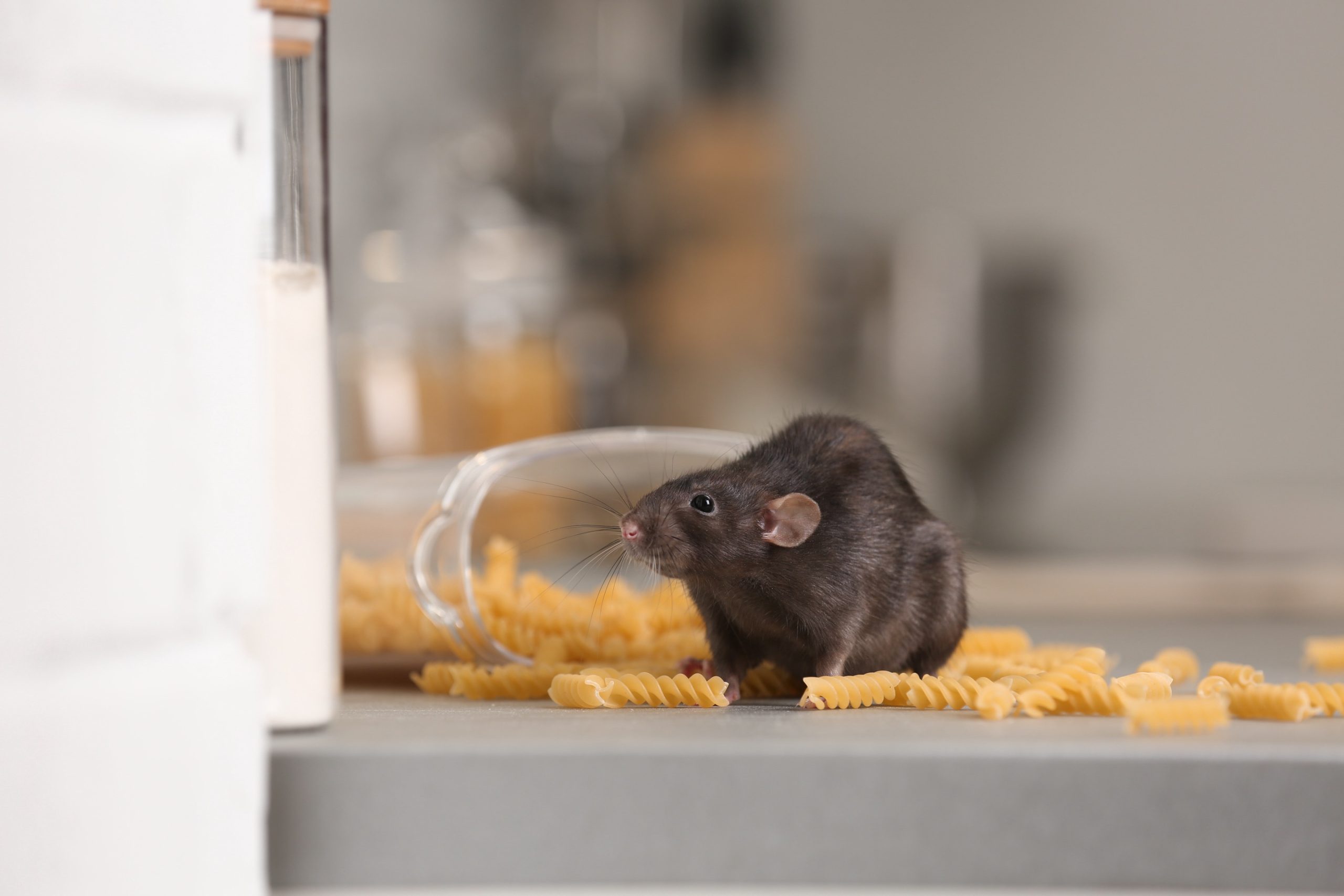 Rat,Near,Open,Container,With,Pasta,On,Kitchen,Counter.,Household