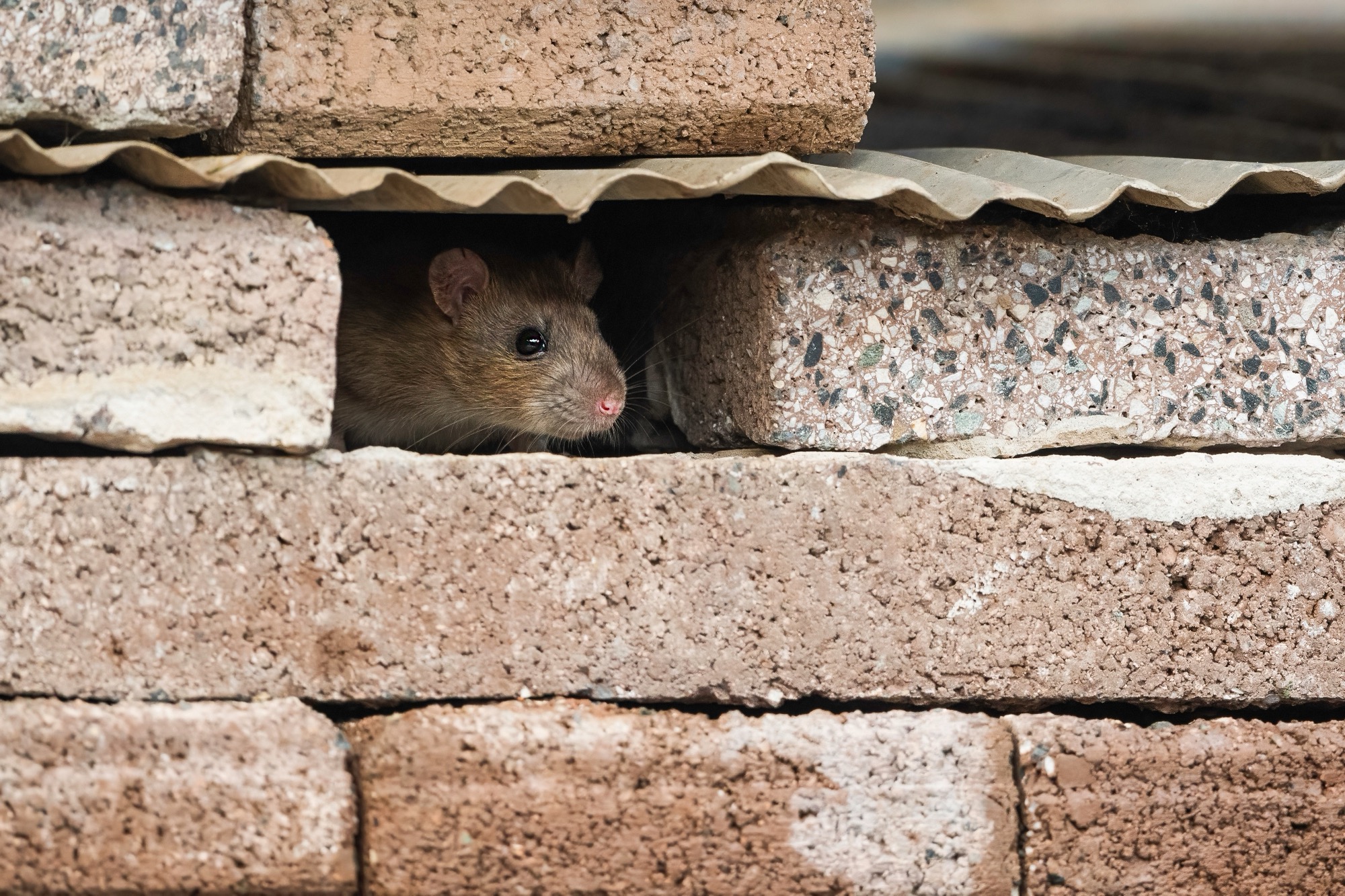 The,Brown,Rat,(rattus,Norvegicus),,Also,Known,As,The,Common