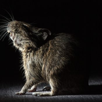 Rodent,Degu,(chilean,Squirrel),Stands,In,The,Dark,,He,Is