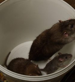 Brown,Rats,In,A,Plastic,Bucket.